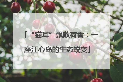 “猫耳”飘散荷香：一座江心岛的生态蜕变