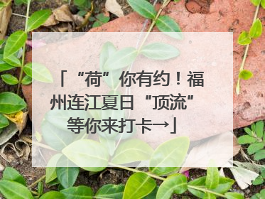 “荷”你有约！福州连江夏日“顶流”等你来打卡→