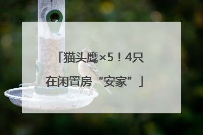 猫头鹰×5！4只在闲置房“安家”