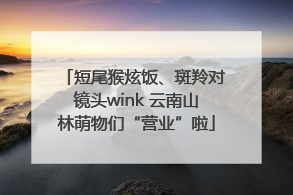 短尾猴炫饭、斑羚对镜头wink 云南山林萌物们“营业”啦