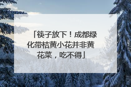 筷子放下！成都绿化带桔黄小花并非黄花菜，吃不得