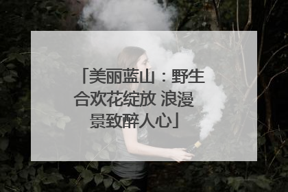 美丽蓝山：野生合欢花绽放 浪漫景致醉人心
