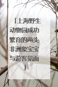 上海野生动物园成功繁育的两头非洲象宝宝与游客见面