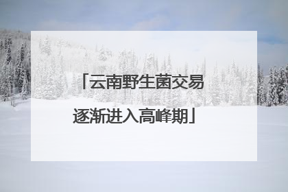 云南野生菌交易逐渐进入高峰期