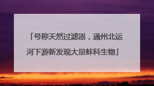 号称天然过滤器，通州北运河下游新发现大量蚌科生物