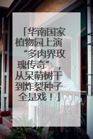 华南国家植物园上演“多肉界玫瑰传奇”，从呆萌树干到炸裂种子全是戏！