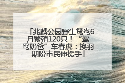 兆麟公园野生鸳鸯6月繁殖120只！“鸳鸯奶爸”车春虎：换羽期盼市民伸援手