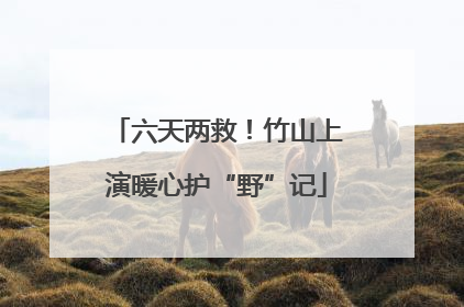 六天两救！竹山上演暖心护“野”记