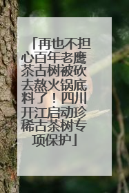 再也不担心百年老鹰茶古树被砍去熬火锅底料了！四川开江启动珍稀古茶树专项保护