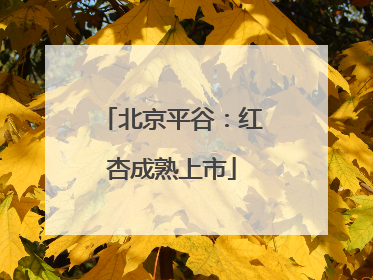 北京平谷：红杏成熟上市