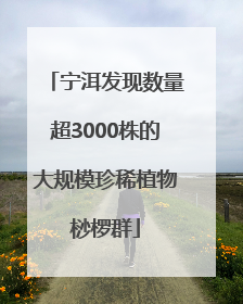 宁洱发现数量超3000株的大规模珍稀植物桫椤群