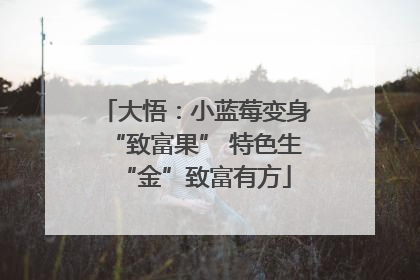 大悟：小蓝莓变身“致富果” 特色生“金”致富有方