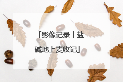 影像记录丨盐碱地上麦收记