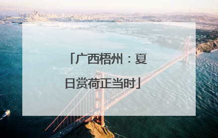 广西梧州：夏日赏荷正当时