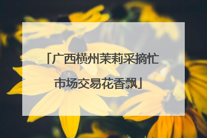广西横州茉莉采摘忙 市场交易花香飘