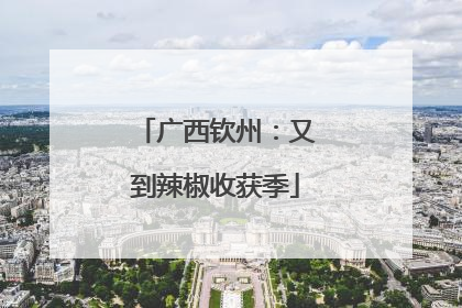 广西钦州：又到辣椒收获季