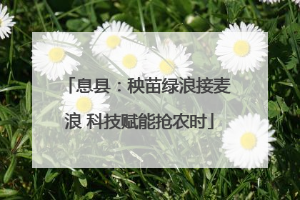 息县：秧苗绿浪接麦浪 科技赋能抢农时