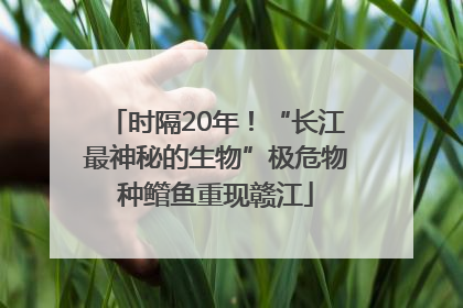 时隔20年！“长江最神秘的生物”极危物种鳤鱼重现赣江