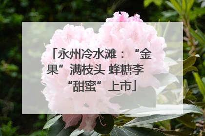 永州冷水滩：“金果”满枝头 蜂糖李“甜蜜”上市