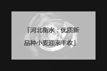 河北衡水：优质新品种小麦迎来丰收