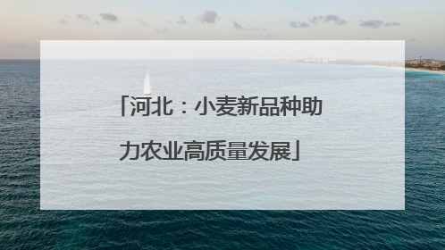 河北：小麦新品种助力农业高质量发展