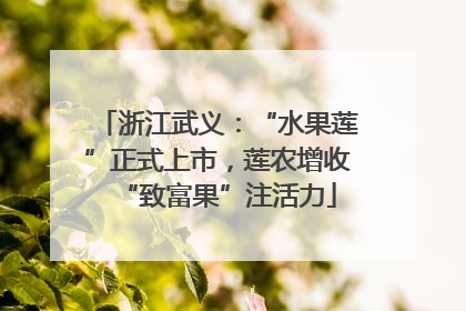 浙江武义：“水果莲”正式上市，莲农增收“致富果”注活力