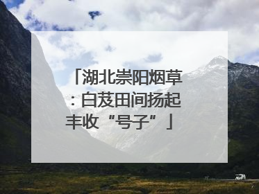 湖北崇阳烟草：白芨田间扬起丰收“号子”