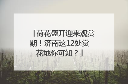 荷花盛开迎来观赏期！济南这12处赏花地你可知？