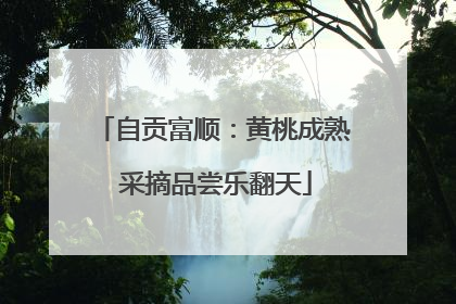 自贡富顺：黄桃成熟 采摘品尝乐翻天