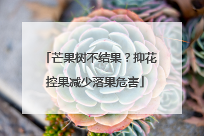 芒果树不结果？抑花控果减少落果危害