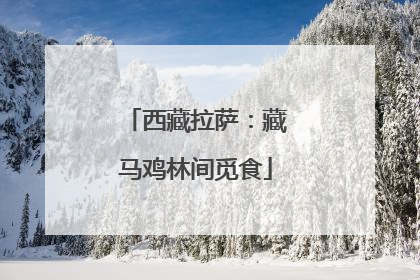 西藏拉萨：藏马鸡林间觅食