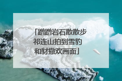 蹭蹭岩石散散步 祁连山拍到雪豹和豺撒欢画面