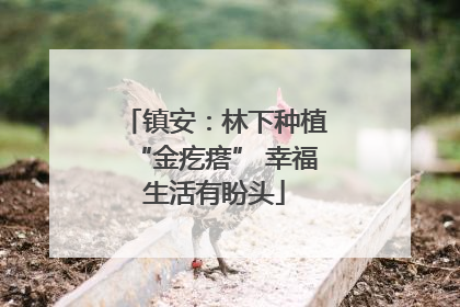 镇安：林下种植“金疙瘩” 幸福生活有盼头