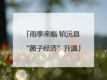 雨季来临 镇沅县“菌子经济”升温