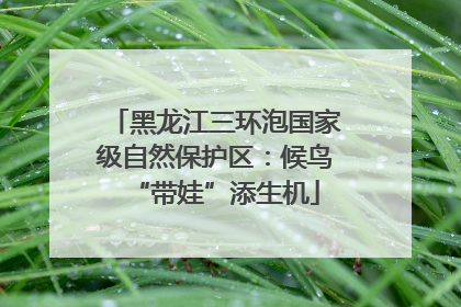 黑龙江三环泡国家级自然保护区：候鸟“带娃”添生机